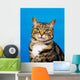 Tabby Cat Wall Mural