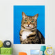 Tabby Cat Wall Mural