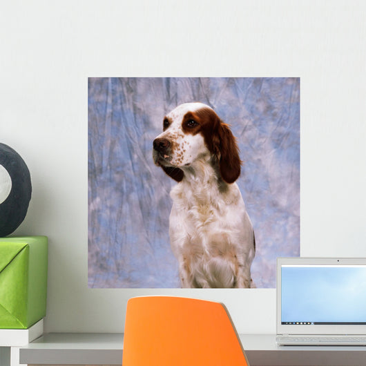Portrait Of Irish Red And White Setter Wall Mural