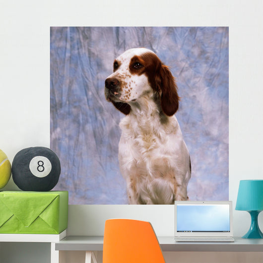 Portrait Of Irish Red And White Setter Wall Mural