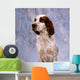 Portrait Of Irish Red And White Setter Wall Mural
