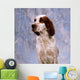 Portrait Of Irish Red And White Setter Wall Mural
