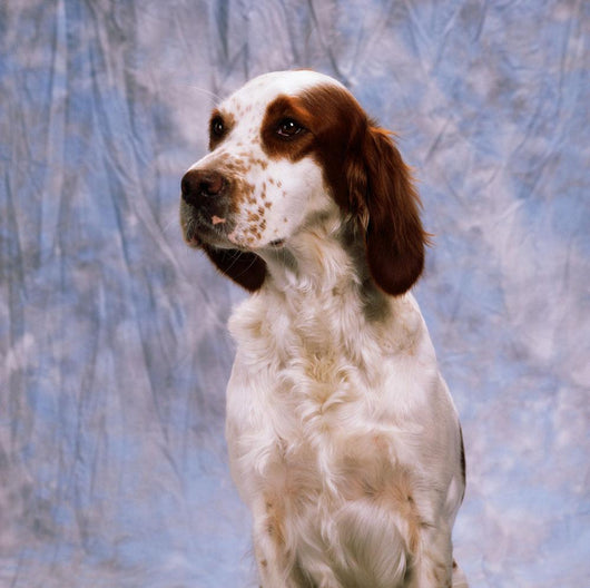 Portrait Of Irish Red And White Setter Wall Mural