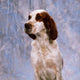 Portrait Of Irish Red And White Setter Wall Mural
