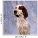 Portrait Of Irish Red And White Setter Wall Mural