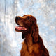 Irish Red Setter Wall Mural