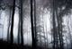 Foggy Woods Wall Mural