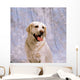 Labrador Retriever Wall Mural