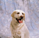 Labrador Retriever Wall Mural