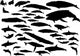 Marine Mammal