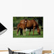 Thoroughbreds Mare & Foal, Ireland Wall Mural