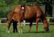 Thoroughbreds Mare & Foal, Ireland Wall Mural