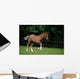 Thoroughbred Horse, National Stud, Ireland Wall Mural