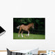 Thoroughbred Horse, National Stud, Ireland Wall Mural