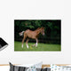 Thoroughbred Horse, National Stud, Ireland Wall Mural