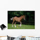 Thoroughbred Horse, National Stud, Ireland Wall Mural