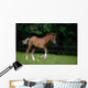 Thoroughbred Horse, National Stud, Ireland Wall Mural