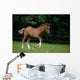 Thoroughbred Horse, National Stud, Ireland Wall Mural
