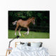 Thoroughbred Horse, National Stud, Ireland Wall Mural