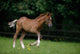 Thoroughbred Horse, National Stud, Ireland Wall Mural