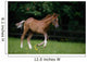 Thoroughbred Horse, National Stud, Ireland Wall Mural