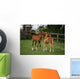 Thoroughbred Foal, Ireland Wall Mural
