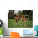 Thoroughbred Foal, Ireland Wall Mural