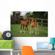 Thoroughbred Foal, Ireland Wall Mural