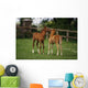 Thoroughbred Foal, Ireland Wall Mural