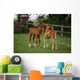 Thoroughbred Foal, Ireland Wall Mural