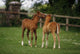 Thoroughbred Foal, Ireland Wall Mural