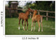 Thoroughbred Foal, Ireland Wall Mural