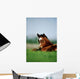 Thoroughbred Foal, Ireland Wall Mural