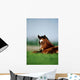 Thoroughbred Foal, Ireland Wall Mural
