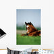 Thoroughbred Foal, Ireland Wall Mural