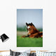 Thoroughbred Foal, Ireland Wall Mural