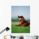 Thoroughbred Foal, Ireland Wall Mural