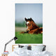 Thoroughbred Foal, Ireland Wall Mural