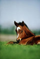 Thoroughbred Foal, Ireland Wall Mural