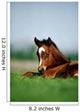 Thoroughbred Foal, Ireland Wall Mural