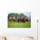 Thoroughbred Horse, Ireland Wall Mural