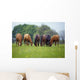 Thoroughbred Horse, Ireland Wall Mural
