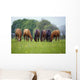 Thoroughbred Horse, Ireland Wall Mural