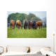 Thoroughbred Horse, Ireland Wall Mural