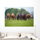 Thoroughbred Horse, Ireland Wall Mural
