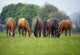 Thoroughbred Horse, Ireland Wall Mural