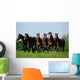 Thoroughbred Yearlings, Co Meath, Ireland Wall Mural