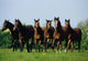 Thoroughbred Yearlings, Co Meath, Ireland Wall Mural