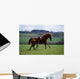 Thoroughbred Mare & Foal, Ireland Wall Mural