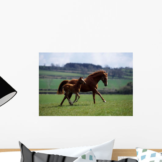 Thoroughbred Mare & Foal, Ireland Wall Mural